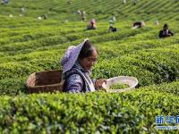  明前茶飄香 茶農(nóng)采茶忙