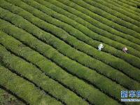  明前茶飄香 茶農采茶忙