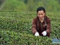  明前茶飄香 茶農采茶忙