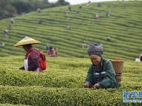  明前茶飄香 茶農(nóng)采茶忙