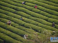  明前茶飄香 茶農(nóng)采茶忙