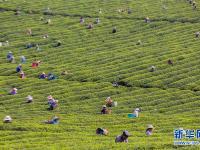  明前茶飄香 茶農(nóng)采茶忙