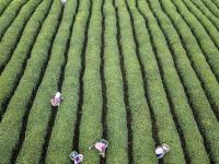  明前茶飄香 茶農采茶忙