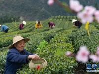  湖北秭歸：絲綿茶香助增收