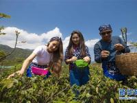  江西九江：留學生體驗茶文化