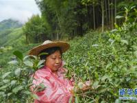  福建武夷山：金駿眉開采 制茶忙