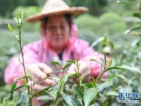  福建武夷山：金駿眉開采 制茶忙