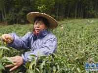  福建武夷山：金駿眉開采 制茶忙