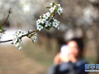  春花爛漫時