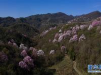  春花爛漫時(shí)