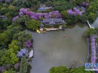  廣西柳州：雨后洋紫荊別樣美