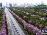  廣西柳州：雨后洋紫荊別樣美