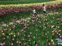  大山深處 郁金香開