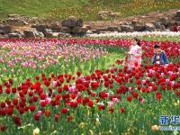  大山深處 郁金香開