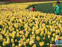  大山深處 郁金香開