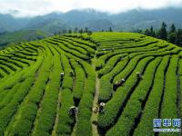  武夷山：生態(tài)茶園 祭茶喊山