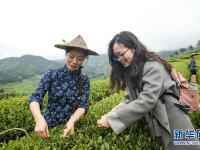  武夷山：生態(tài)茶園 祭茶喊山