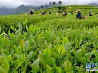  武夷山：生態(tài)茶園 祭茶喊山