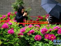  河北正定：雨潤牡丹迎客來