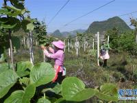  云南西疇：石漠化山地披綠裝