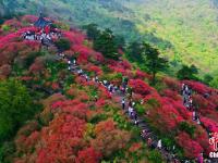  湖北麻城杜鵑花海迎客來