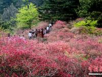  湖北麻城杜鵑花海迎客來