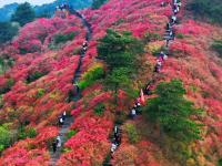  湖北麻城杜鵑花海迎客來