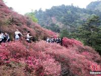  湖北麻城杜鵑花海迎客來