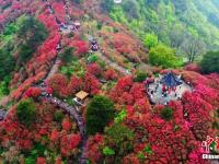  湖北麻城杜鵑花海迎客來