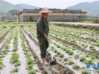  福建永泰：花生種植助農(nóng)增收