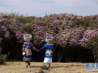  四川鹽邊縣：十余萬畝野生杜鵑花盛開