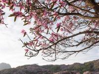  四川鹽邊縣：十余萬畝野生杜鵑花盛開