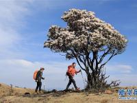  四川鹽邊縣：十余萬畝野生杜鵑花盛開