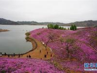  河北遷西：花海醉游人