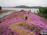  河北遷西：花海醉游人