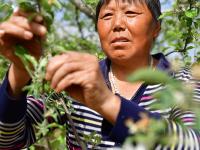  山地蘋果開出致富花