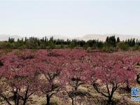  甘肅敦煌：鳴沙山下桃花艷