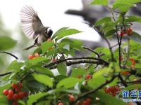  江蘇：暮春鳥歡