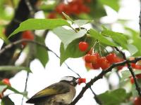  江蘇：暮春鳥歡