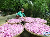  貴州赤水：石斛花開出“美麗經濟”