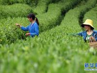  “隴上江南”采茶忙