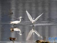  都市鷺鳥飛