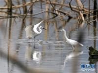  都市鷺鳥飛