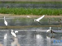  都市鷺鳥飛