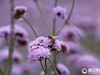  杭州：城市花海