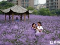  杭州：城市花海