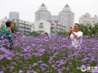  杭州：城市花海