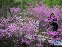  杜鵑花海迎客來