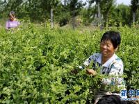  河北巨鹿：金銀花種植助力農(nóng)戶脫貧