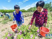  河北阜城：“鮮花經(jīng)濟”促增收